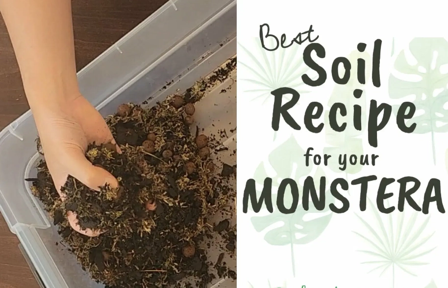 monstera soil mix recipe