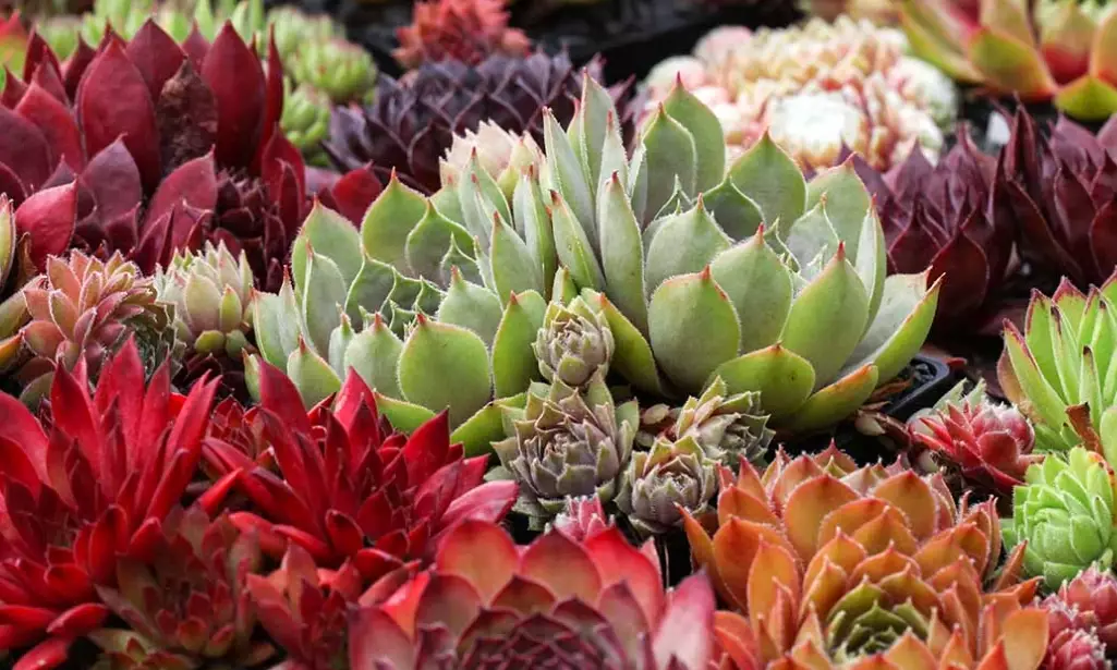 hens and chicks care