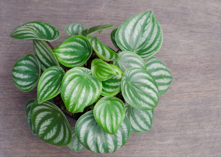 peperomia leaf propagation