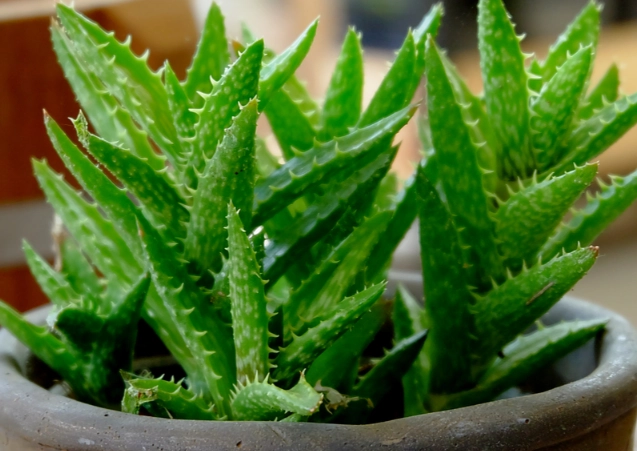 growing aloe vera indoors