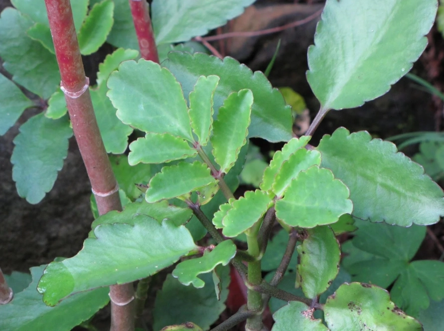 low light houseplants