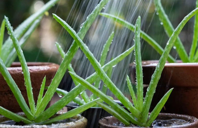 aloe vera watering