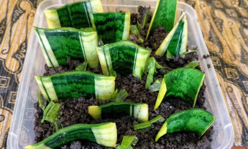 propagate snake plant