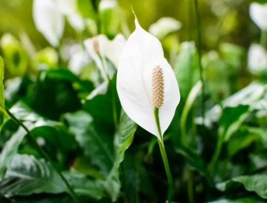 peace lily outdoor care