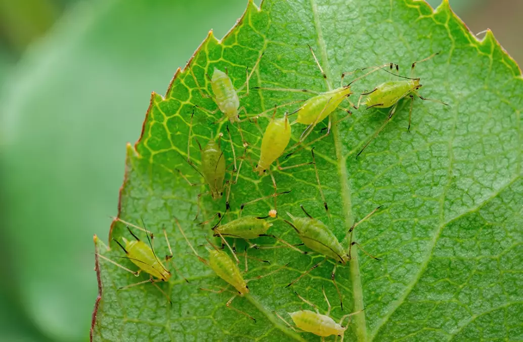 aphid infestation control