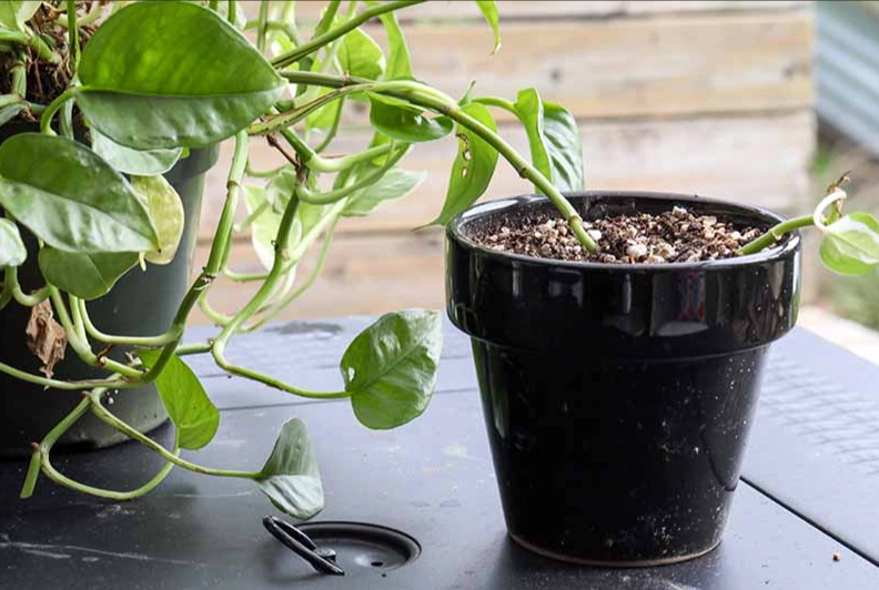 how to propagate pothos