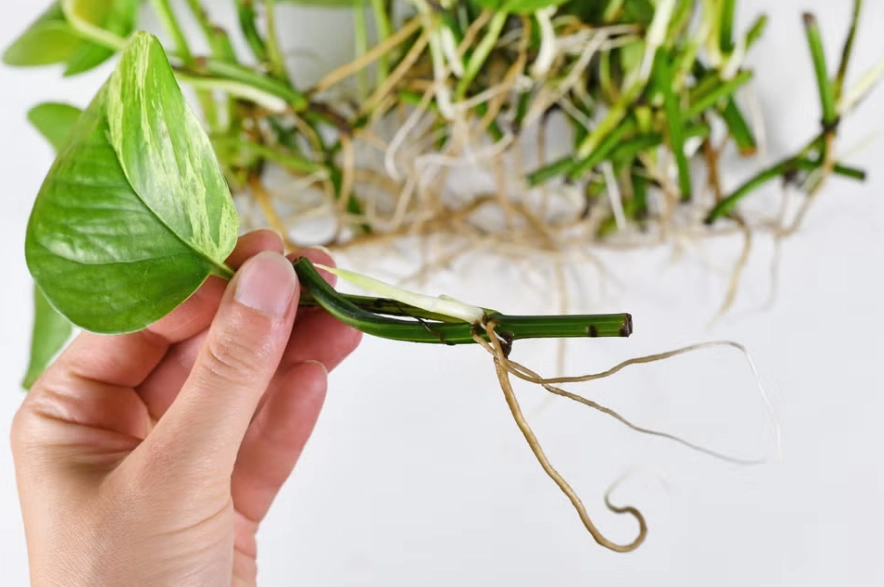 pothos water propagation