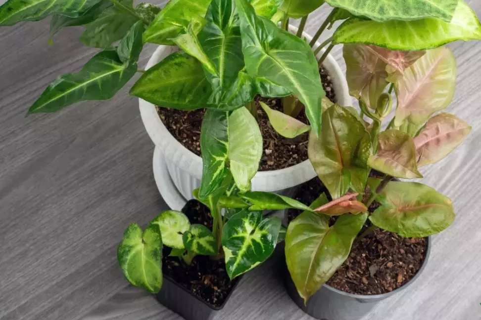 low light houseplants