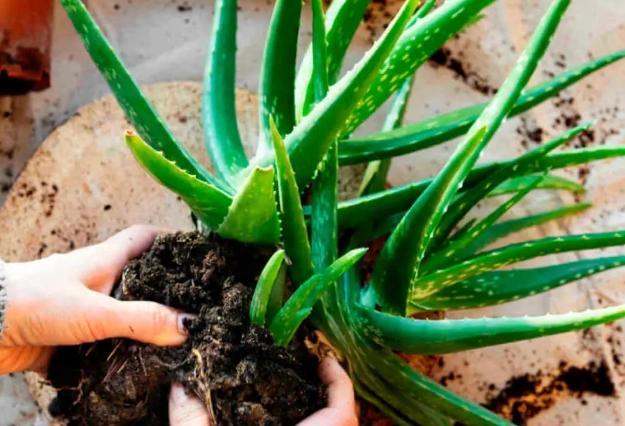 aloe vera watering