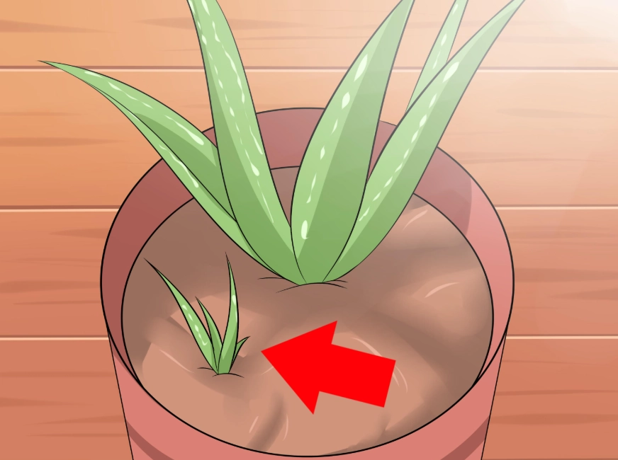 aloe vera care