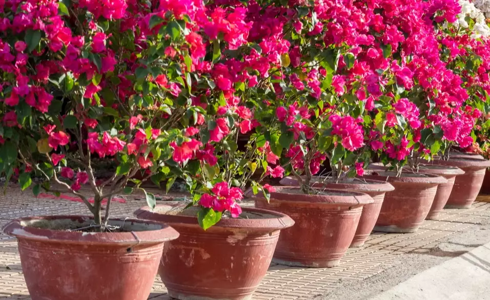 growing bougainvillea