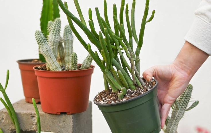 cactaceae watering