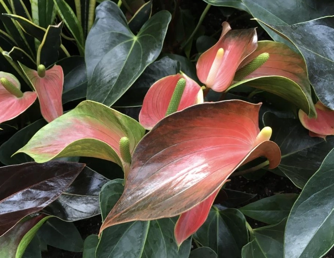 flamingo flower plant