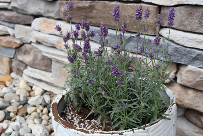 best soil for lavender