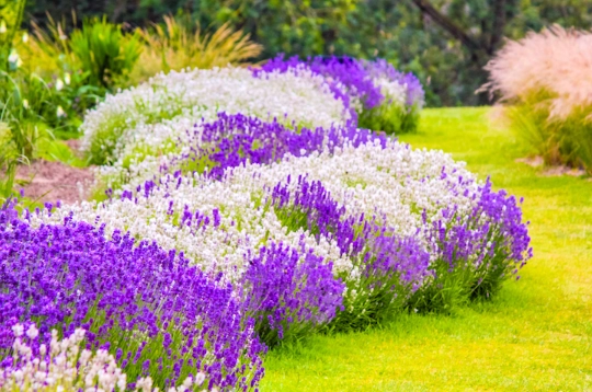 best soil for lavender