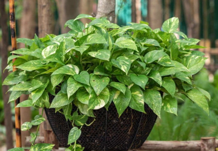 golden pothos yellow leaves