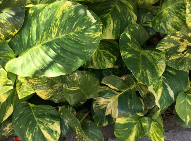 golden pothos yellow leaves