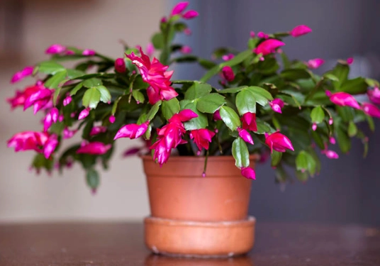 how to make christmas cactus bloom