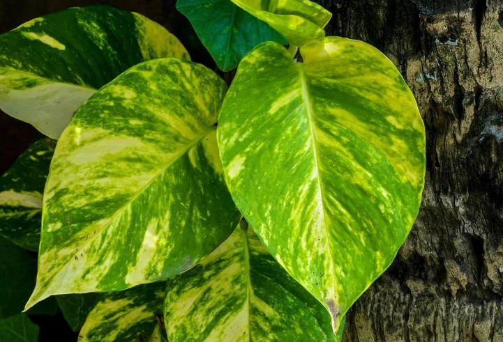 golden pothos care
