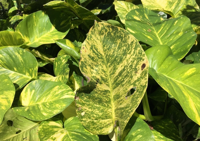 golden pothos care