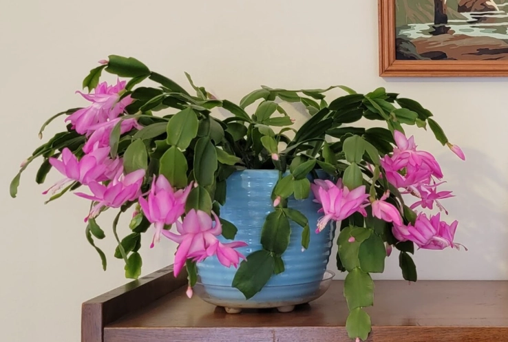 how to make christmas cactus bloom