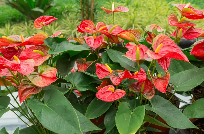 anthurium care