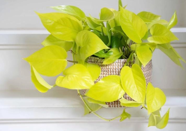 golden pothos benefits