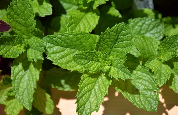 spearmint vs peppermint for mojito