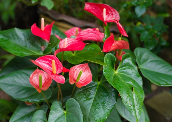 flamingo flower plant