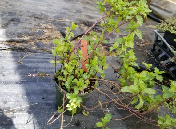 spearmint vs peppermint for mojito