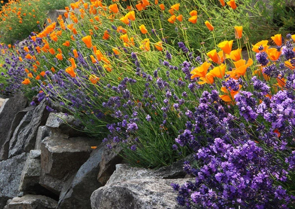 lavender garden care