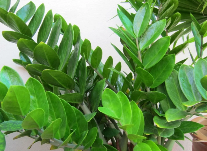 low light indoor plants