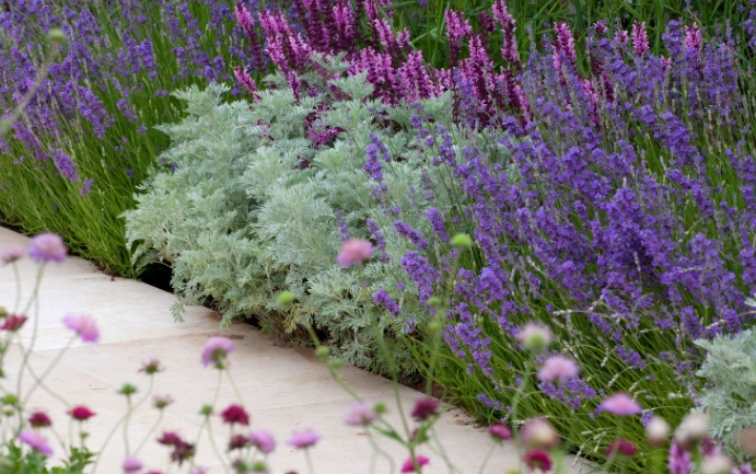 lavender garden care