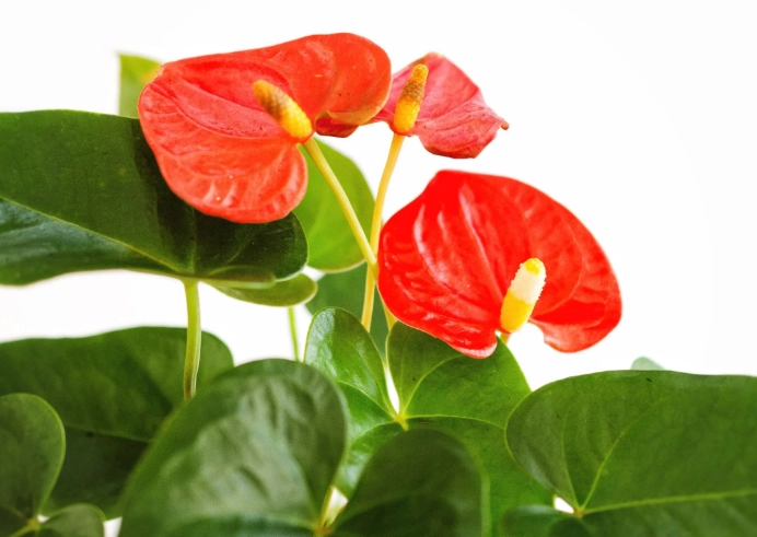 anthurium care