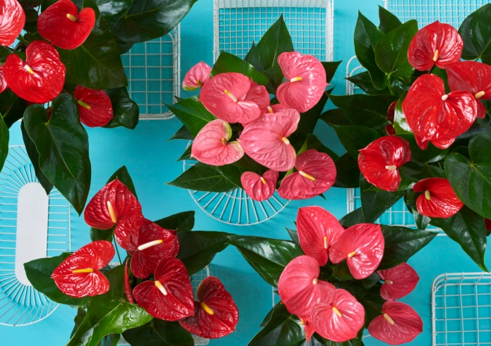 anthurium watering