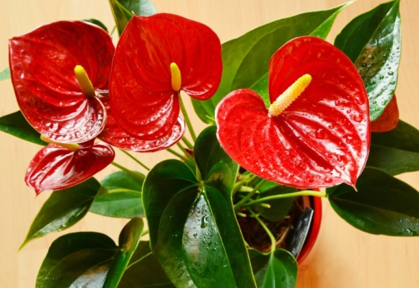anthurium care