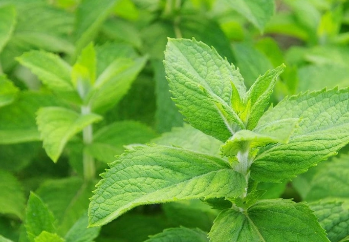 how to grow mint for mojito