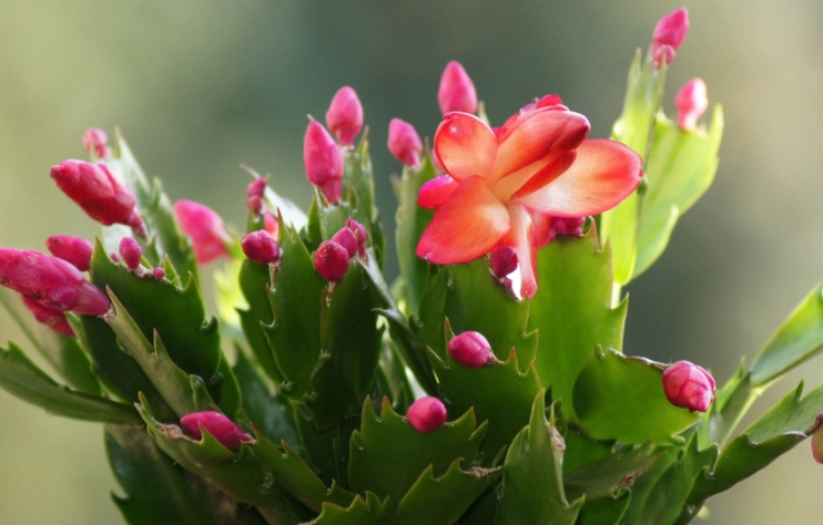 christmas cactus care
