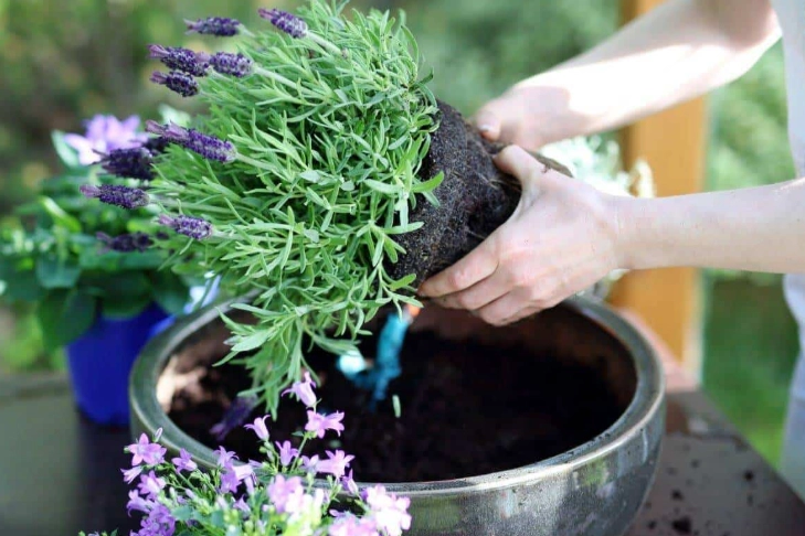 how to grow lavender