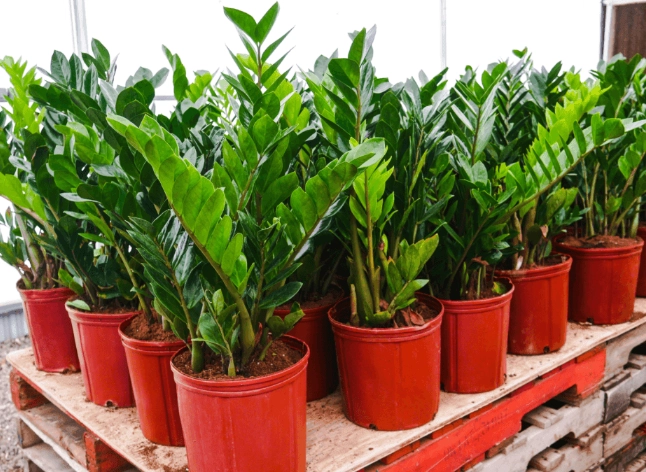 zamioculcas zamiifolia