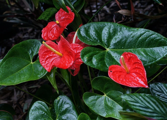 anthurium watering