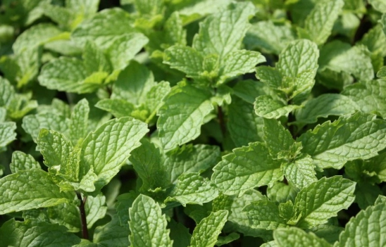 best mint for mojito