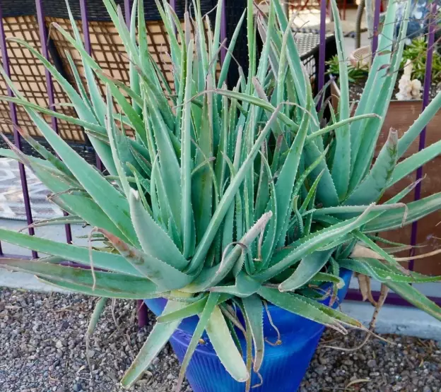 how to use aloe vera plant