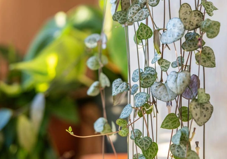 string of hearts care