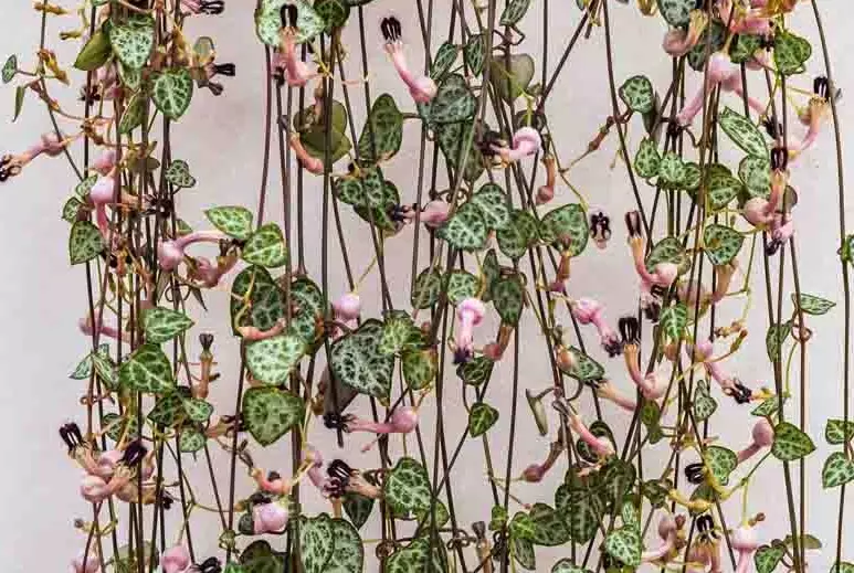 rosary vine propagation