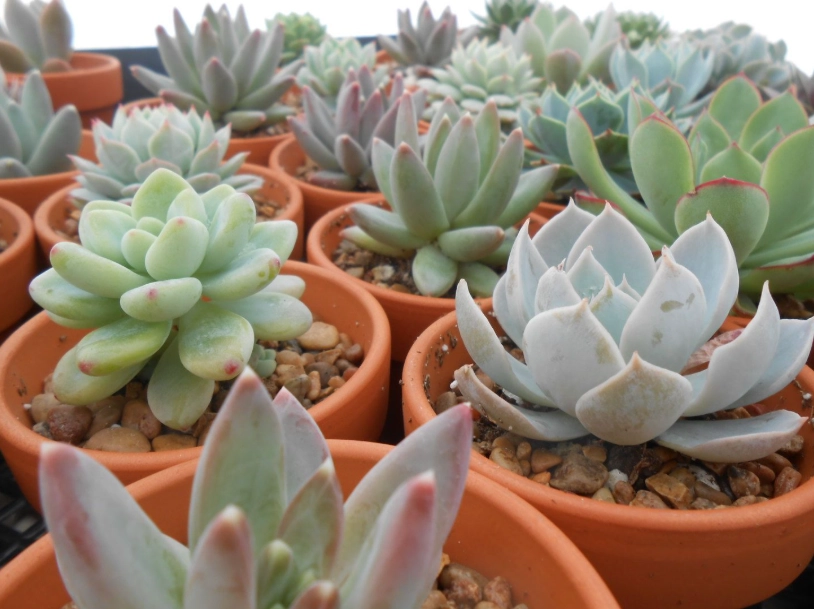 best soil for succulents