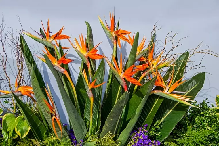 bird of paradise care