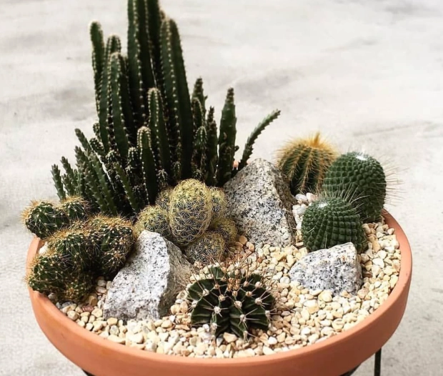 desktop cactus varieties