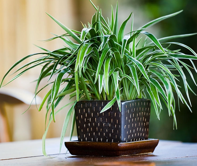 spider plant air purifier