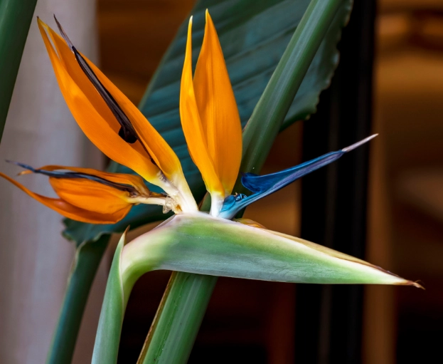 bird of paradise care